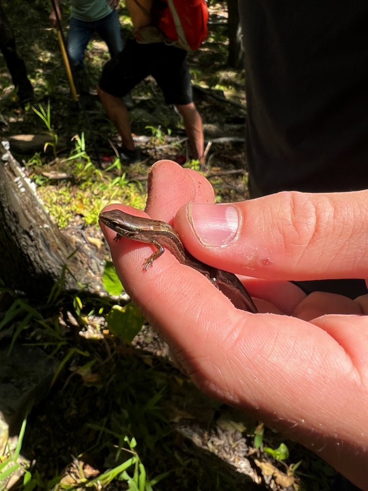 Ground Skink